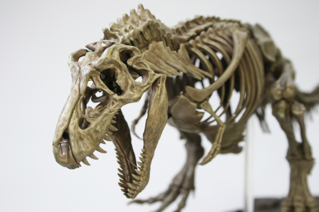 固定骨格プラモデルティラノサウルス