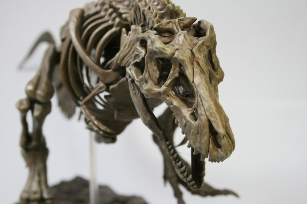 固定骨格プラモデルティラノサウルス