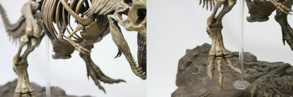 固定骨格プラモデルティラノサウルス